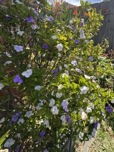 Brunfelsia 'Sweet and Petite' 15cm Pot features glossy green leaves and abundant purple and white blooms, ideal for adding colour to sunny gardens or brightening indoor spaces.