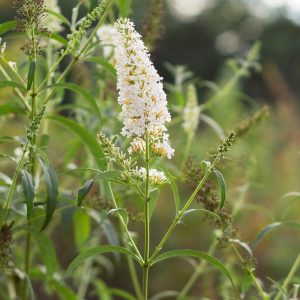 Buddleja Petite® 'Snow White' 6" Pot