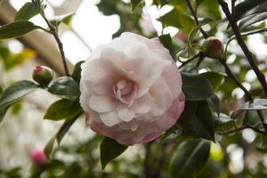 A pale pink camellia flower in full bloom with green leaves and unopened buds in the background.