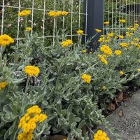 Rows of yellow-flowering plants with silvery-green leaves grow beside a metal fence along a concrete pavement.