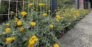 Rows of yellow-flowering plants with silvery-green leaves grow beside a metal fence along a concrete pavement.