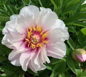 A pale pink Itoh Peony flower with yellow stamens is fully open, surrounded by green leaves and a nearby pink bud—an elegant highlight among Itoh Peony New Releases.