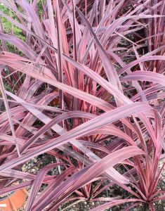 Clusters of long, narrow, purple and pink striped leaves of the Cordyline 'Raspberry Fountain' PBR grow densely in a garden bed. Ideal for adding colour to your space, available in an 8" pot.