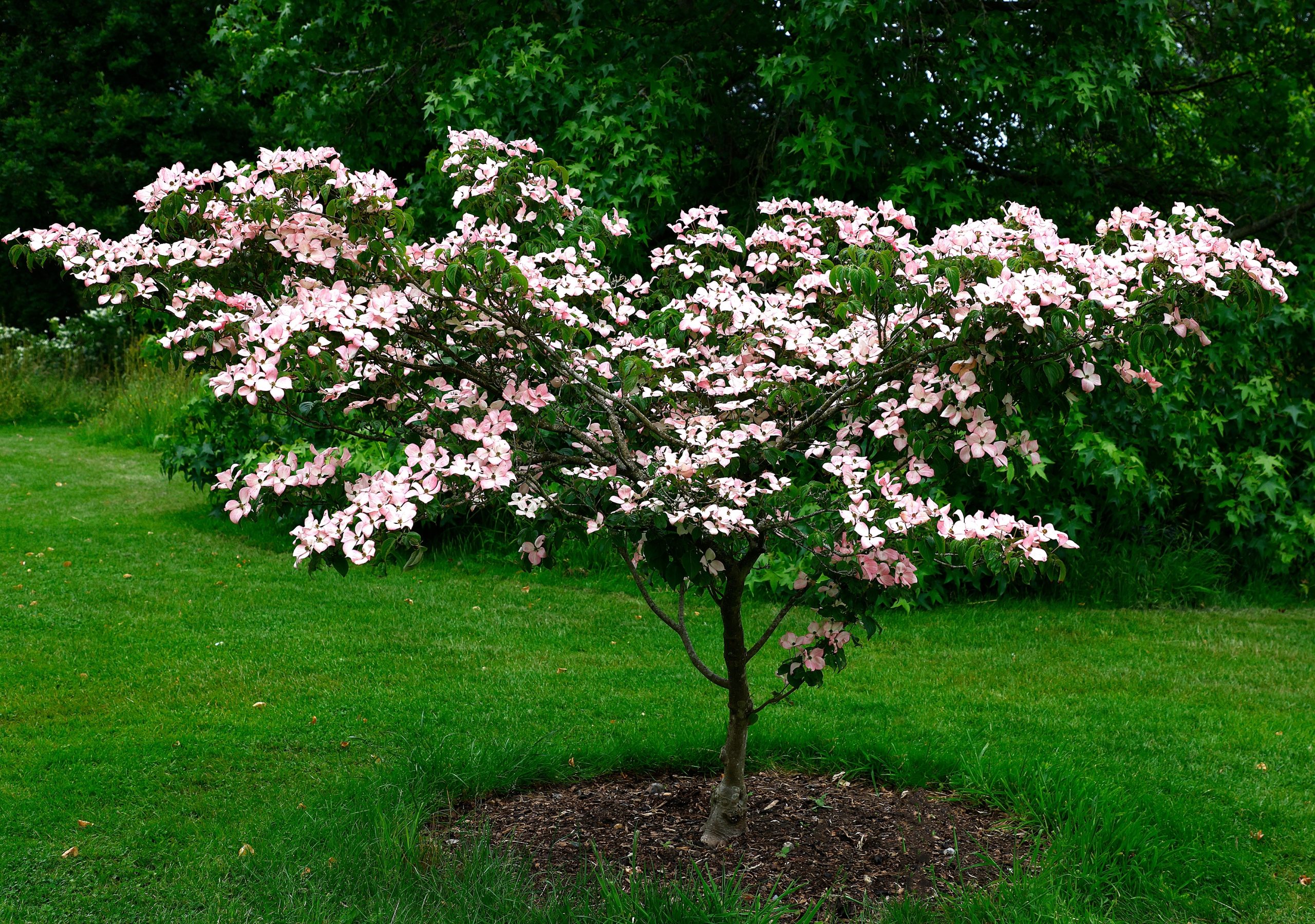 Cornus 'Eric Gennett' Dogwood 16" Pot