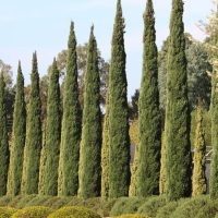 Cupressus 'Glauca Pencil Pine'