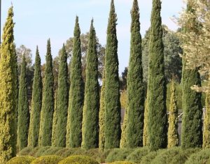Cupressus 'Glauca Pencil Pine'