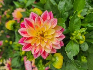A close-up of a dahlia flower with yellow and pink petals surrounded by green leaves and flower buds.