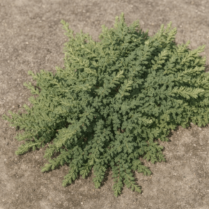 The Darwinia citriodora 'Prostrate' in a 15cm pot is a green, bushy plant with small, fine leaves that grows outward in a low, circular pattern across bare ground.