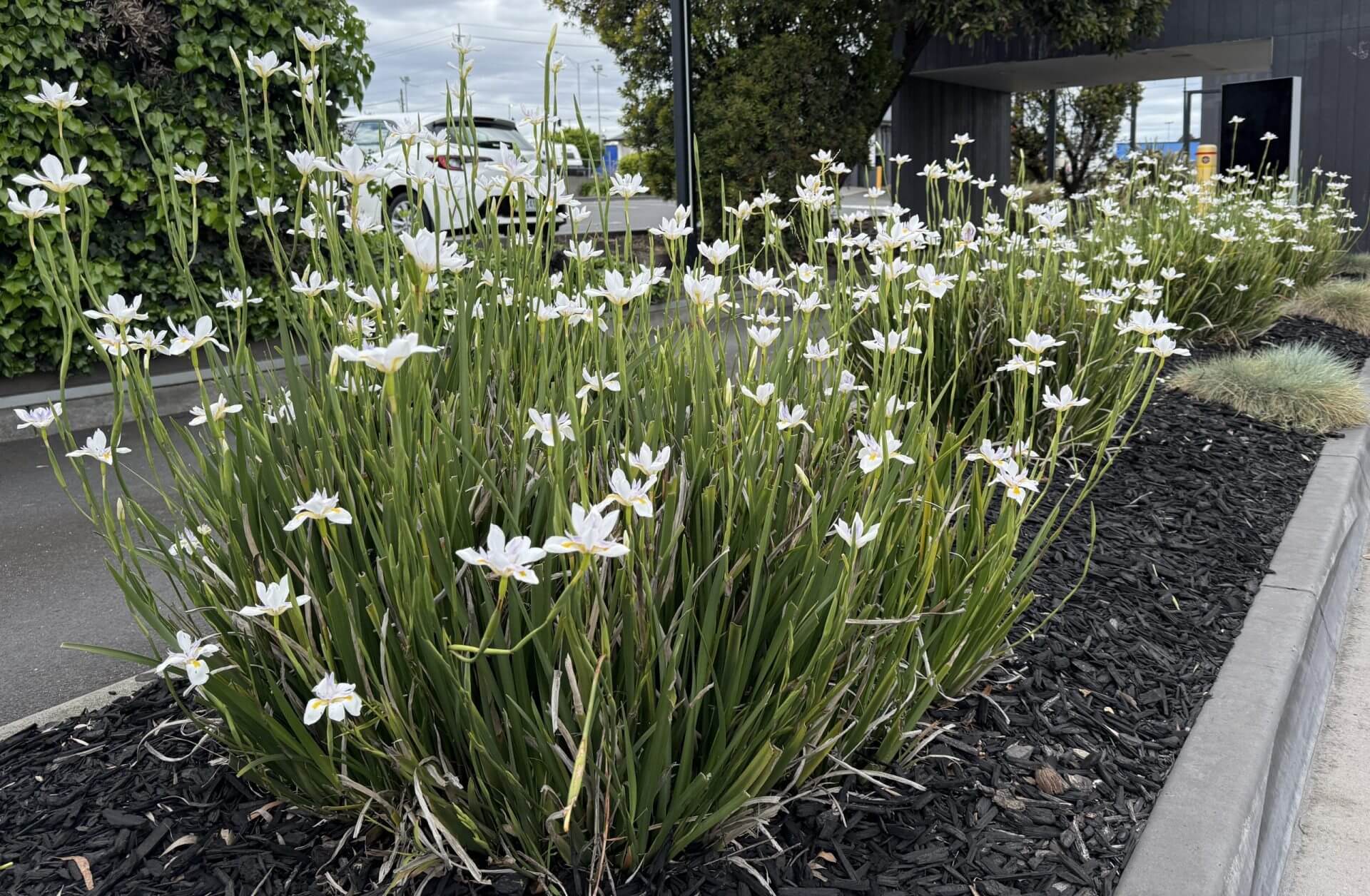 Cluster of white wildflowers with long green leaves growing in a landscaped garden bed bordered by mulch and concrete in a car park area.