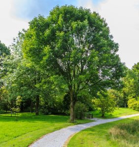 A gravel path curves around a large green tree in a grassy park on a sunny day, with scattered shrubs and other trees in the background.