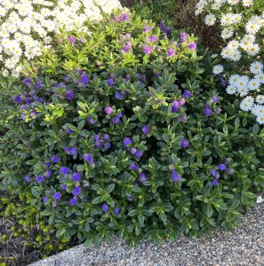 Hebe 'Karaka' Kiwi Hebe® 6" Pot