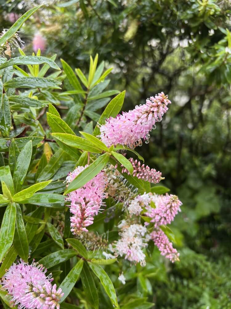 Hebe 'Owaka' Kiwi Hebe® 15cm Pot features pink spiked flowers and green leaves with water droplets, set against lush foliage.