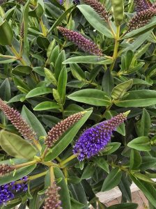 hebe kiwi akiri thick green foliage with bright purple furry flowers shrub