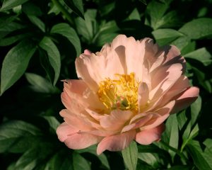 A Paeonia 'Singing In The Rain' Peony Rose in a 10" pot is in full bloom, displaying delicate flowers surrounded by lush green leaves.