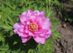 A pink peony flower in full bloom surrounded by green leaves, with soil and foliage visible in the background.