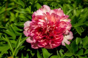 Paeonia 'Magical Mystery Tour' Peony Rose in a 25cm pot features stunning pink and white blooms with lush green foliage, showcased beautifully in sunlight.