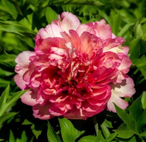 A close-up of an Itoh Peony flower in full bloom, surrounded by green leaves—perfect inspiration for fans of floral new releases.
