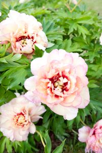 Peony 'Callie's Memory' 10" Pot features pale pink ruffled petals with dark centres, set against lush green foliage—perfect for adding elegance to your garden.