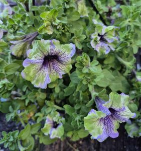 Vibrant green and purple Petunia 'Plum Cockatoo' blooms with dark veins cascade from a 10" hanging basket, set against rich green foliage in a garden scene.