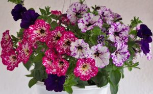 A 10" hanging basket of Petunia 'Sparkling Assorted Varieties' features vibrant, speckled blooms in pink, purple, and white against a simple backdrop.