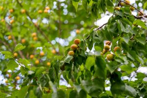 Branches of a tree with clusters of ripe orange apricots and green leaves, photographed outdoors in natural light.
