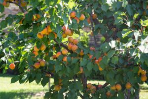 Prunus 'Divinity' Apricot (Dwarf) 7" Pot