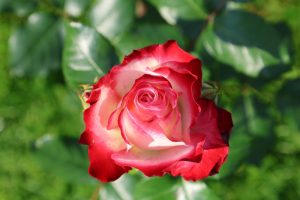 A close-up of Rose 'Kissing Ayoba' Bush Form in bloom, with vivid red and white petals set off by lush green leaves and grass in the background.