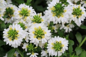 Clusters of white flowers with yellow centres and green foliage.