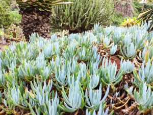 A dense cluster of Senecio 'Dwarf Blue Chalk Sticks' in a 6" pot fills the foreground, whilst a large cactus and palm tree appear in the background.