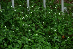 Small white wildflowers with green leaves are growing densely next to a white metal fence outdoors.