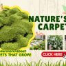 An advert for Nature's Carpets Sale featuring a close-up of green moss, text about carpets that grow, and a "Click Here" button with images of plants used as ground cover.