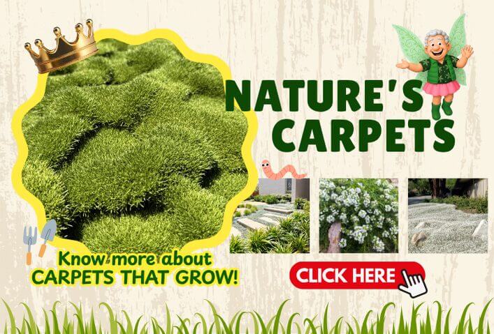 An advert for Nature's Carpets Sale featuring a close-up of green moss, text about carpets that grow, and a "Click Here" button with images of plants used as ground cover.