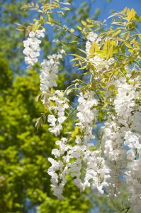Wisteria 'Chinese White' features elegant white flower clusters hanging from green branches, beautifully set against a blue sky and leafy tree backdrop.