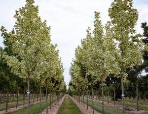 Rows of evenly spaced young trees with variegated leaves grow along a grassy path in a tree nursery under a cloudy sky.