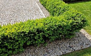 A low English Box hedge borders a pathway with grey cobblestones and a gravel area, with a patch of grass visible on the right.