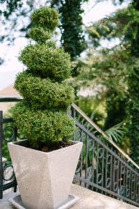 A potted English Box topiary shrub with multiple rounded tiers stands on a stone surface next to a metal railing and outdoor stairs, surrounded by greenery.