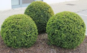Three neatly trimmed, round English Box bushes are planted in mulched soil near a paved path and building exterior.