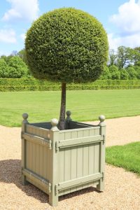 A neatly trimmed English Box topiary tree with a round canopy is planted in a large, square, light green wooden planter on a gravel path in a landscaped garden.