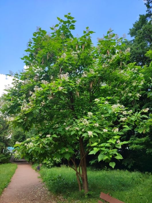 A leafy green Designer Mop Top tree with white flowers and long seed pods stands beside a dirt path in a park on a clear, sunny day.