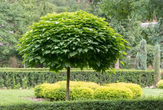 A small Designer Mop Top tree with a dense, round canopy of green leaves stands in a landscaped garden, framed by neatly trimmed shrubs and hedges in the background.