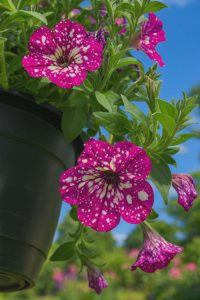 A close-up of Petunia 'Circus Sky' 10" (Hanging Basket) shows magenta flowers with white spots in a black pot, green leaves, and a blue sky background.