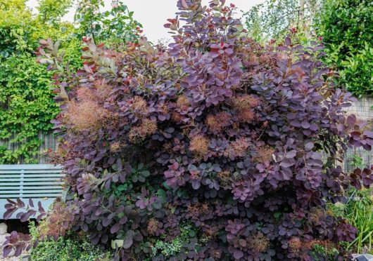 A dense Smokebush with dark purple leaves and wispy, smoke-like flower clusters grows in a garden, with a bench and green foliage in the background.