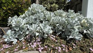 Large silver-grey succulent plants grow densely, with small purple flowers scattered on the ground beneath them, bordered by green shrubs and a wooden fence in the background.