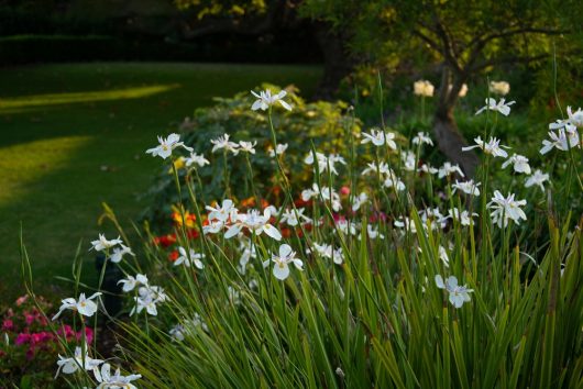 White irises and Butterfly Grass Dietes flourish in a sunlit garden, surrounded by green grasses with a lawn, shrubs, and trees in the background.