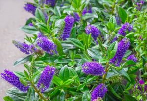 Hebe 'Matata' Kiwi Hebe®