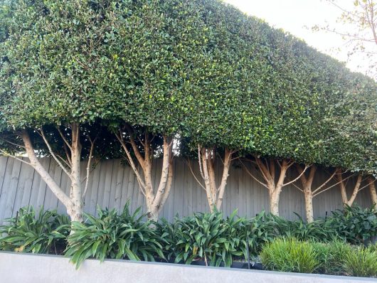 A row of neatly pruned Ficus hedging trees with dense green foliage stands in front of a wooden fence, with leafy plants growing at their base.