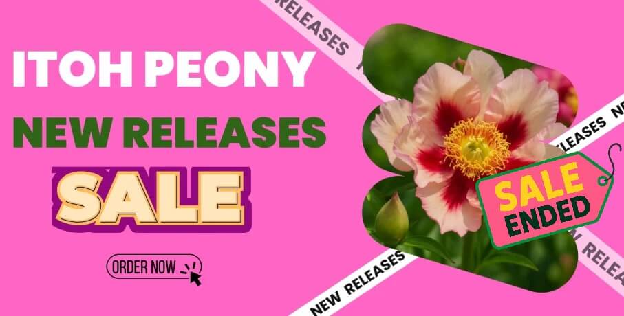 Promotional banner for Itoh Peony new releases sale featuring a vibrant yellow and red Itoh Peony flower; a "Sale Ended" tag is displayed over the peony.