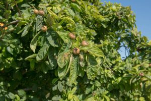 A Mespilus ‘Common Medlar’ 10" Pot shows off its green leaves and brown medlar fruits as it thrives under a clear blue sky.