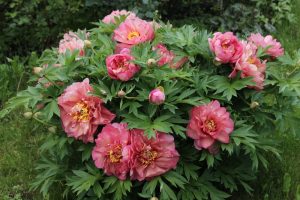 A bush with large, pink peony flowers and green leaves growing in a garden.
