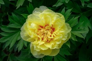 A close-up of a fully bloomed yellow peony flower with ruffled petals and a hint of red at the centre, surrounded by green leaves.